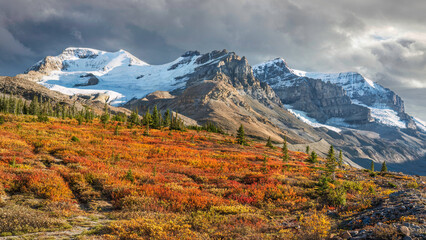 Beautiful golden hour fall colors at the Columbia Icefield on the Icefields Parkway in autumn