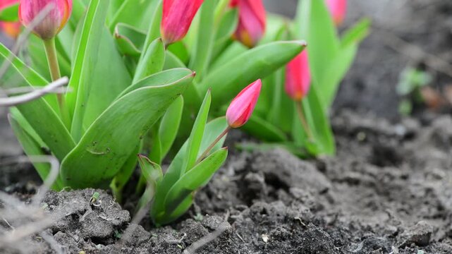 Nice 4k video of spring pink flovers tulips
