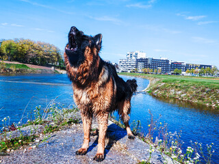 Wet German Shepherd standing by the river, looking sideways, city in the background