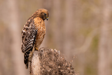 Red Shouldered Hawk