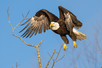 Bald Eagle Landing