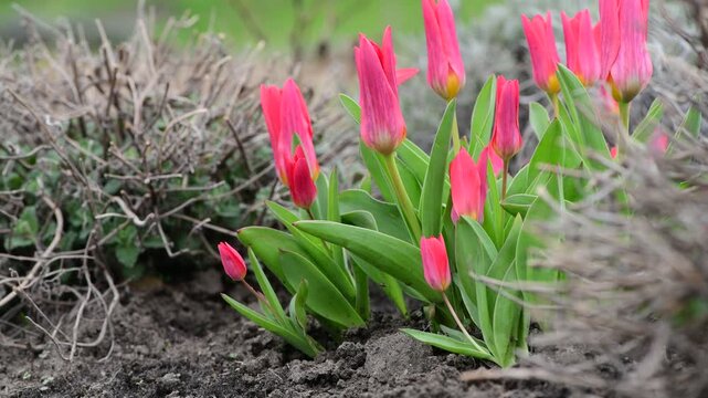Nice 4k video of spring pink flovers tulips
