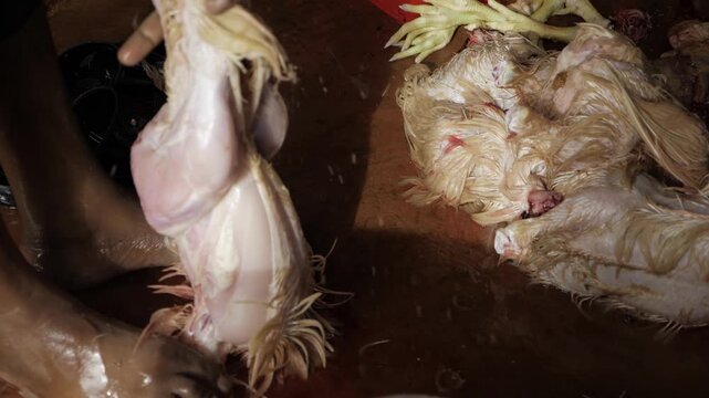 Mastering Indian Chicken Cutting Techniques - The Art of Chicken Preparation