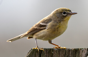 Backyard Birds