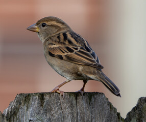 Backyard Sparrow
