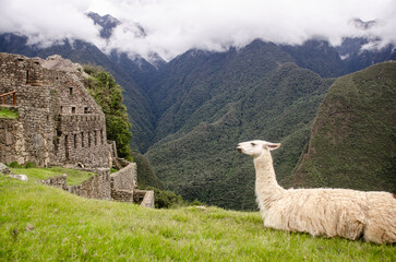  llama in the mountains of Machu Picchu © Alvaro