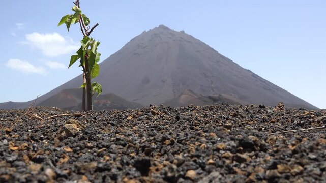 CAPE VERDE - 9.4.2025 - Close-up of a vineyard plant in volcanic soil with a view of Cape Verde's Pico do Fogo volcano in the distance.