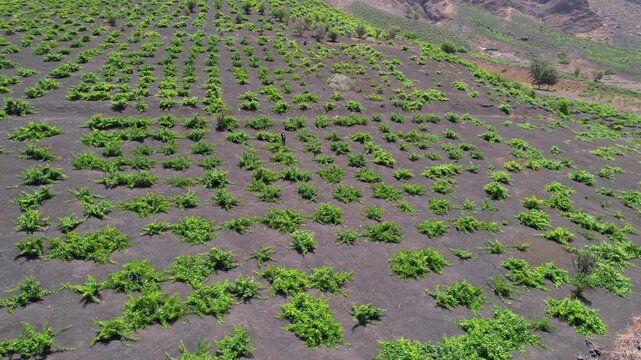CAPE VERDE - 9.4.2025 - Beautiful aerial footage circling counterclockwise around a vineyard growing in the volcanic soil of Cape Verde's Pico do Fogo.
