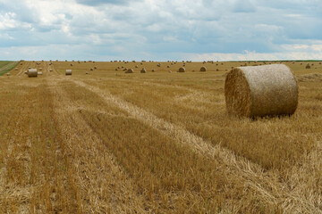 Fototapeta premium A haystack left in a field after harvesting grain crops. Harvesting straw for animal feed. End of the harvest season. Round bales of hay are scattered across the farmer's field.