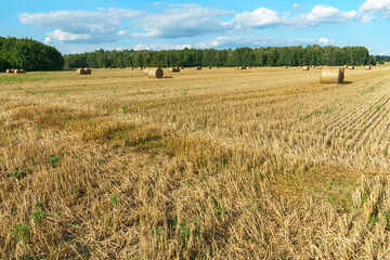 A haystack left in a field after harvesting grain crops. Harvesting straw for animal feed. End of the harvest season. Round bales of hay are scattered across the farmer's field.