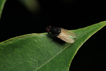 macro photo of housefly facing back	