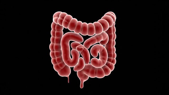 Anatomical rendering showing the large intestine on a black background in a detailed view