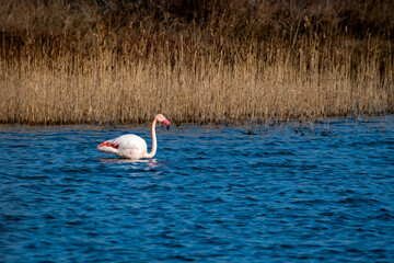 Flamant rose dans un étang de Camargue