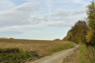 Route entre un champ et un bois en fin de journée d'automne à Écaussinnes-Lalaing (Soignies)