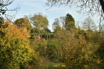 Forêt de broussaille en automne à Écaussinnes-Lalaing (Soignies)