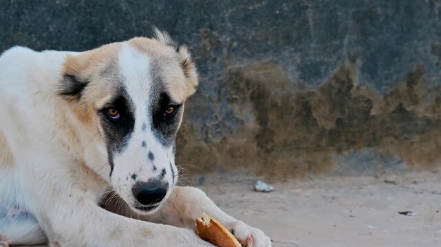 Closeup of a Turkmen Alabai dog eating a piece of bread in Turkmenistan