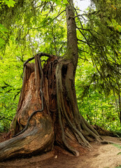 New tree growing from old dead tree stump in the forest