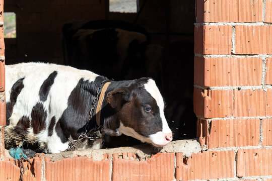A cute cow calf in a barn window.