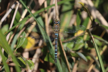 Southern Hawker Dragonfly (Aeshna cyanea) in the hedgerow.