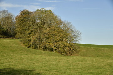 Fototapeta premium L'arbre en automne sur un petit talus à Écaussinnes-Lalaing (Soignies)