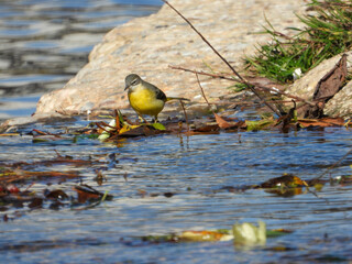Bird standing on the riverbank with leaves and water reflections.