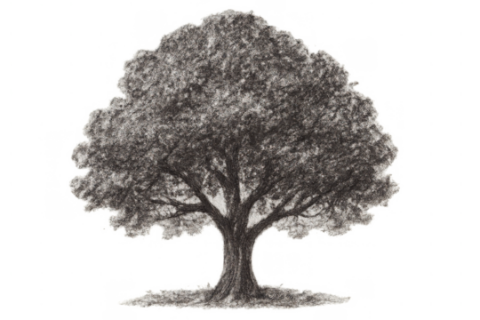 Tree drawing created with pencil or charcoal, showing a textured trunk and full canopy, representing nature, growth, and environment. Transparent background