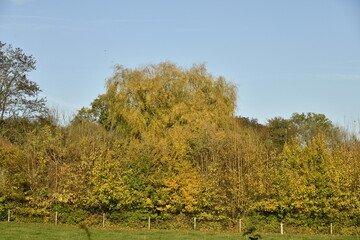 Obraz premium Couleurs de l'automne d'un bois sous un ciel bleu à Écaussinnes-Lalaing (Soignies)