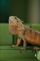 relaxed iguana calmly sits on green boxes observing its environment. The setting is indoors providing a safe space for the reptile to explore and rest comfortably.