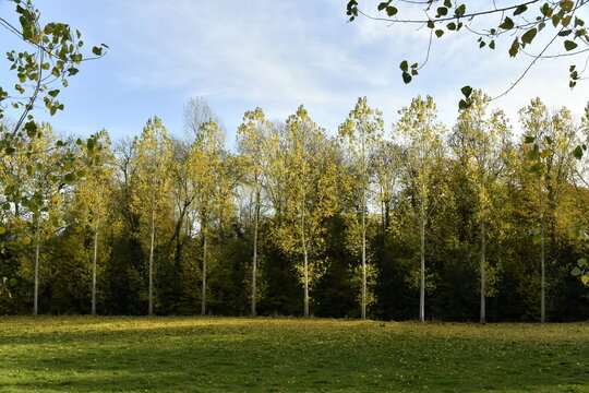 Rang&eacute;es de bouleaux en automne longeant une prairie &agrave; &Eacute;caussinnes-Lalaing 