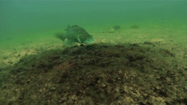 Walleye, also known as zander or pike perch (Sander lucioperca), resting motionless on its nest during spawning. The eggs are visible beneath. Check my portfolio for more walleye footage.