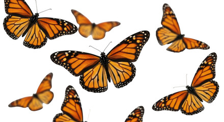 Obraz premium Butterfly isolated on transparent background
