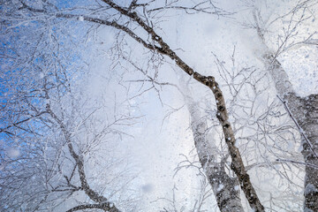 Obraz premium Snow-covered trees against a bright blue sky