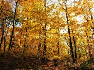 Ein Wald aus leuchtenden Bäumen mit goldenem Laub im Herbst bei Sonne