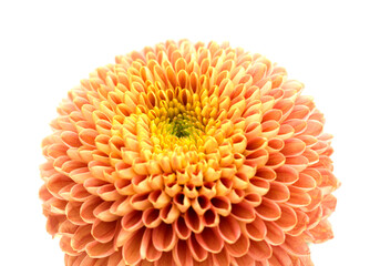 Copper colored pompom chrysanthemum single flower isolated on white background  © Tamara Kulikova