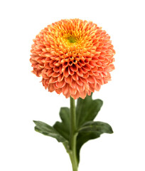 Copper colored pompom chrysanthemum single flower isolated on white background 