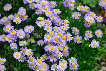 Blooming Erigeron speciosus flower close up on nice spring day. Ornamental flowering. Summer blooms - June July Blooms in lavender blue flowers with yellow disc.