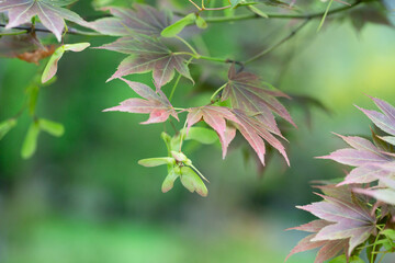 Japanese maple leaves. Palmate maple young bright green foliage in the spring garden. Smooth Japanese maple plant branches. Acer palmatum ornamental tree.