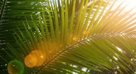 Close-up of a lush green palm leaf backlit by golden morning sun, creating a beautiful lens flare. Tropical nature background concept for summer, travel, paradise and relaxation.