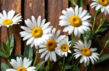 Obraz premium White daisies with yellow centers blooming against a wooden fence background