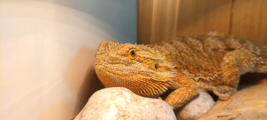 lizard Borden dragon