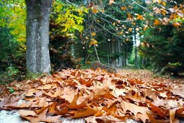 autumn in the forest