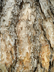 Scaly texture of pine bark. Natural background. Organic mulching material.