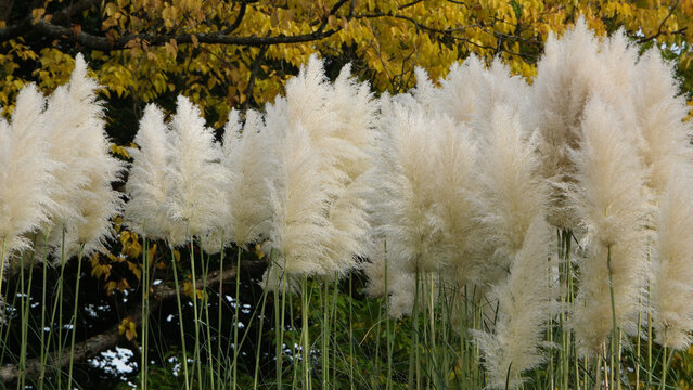 Dekorative Schilf Pflanzen im Herbst in einem Garten in Europa 
