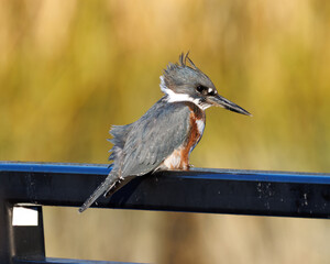 Belted kingfisher perched on a railing