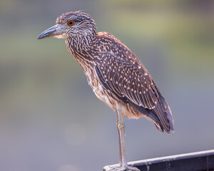 Juvenile yellow-crowned night heron perched on a railing