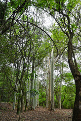 Forest, beautiful and magnificent trees in a woodland in Brazil, selective focus.