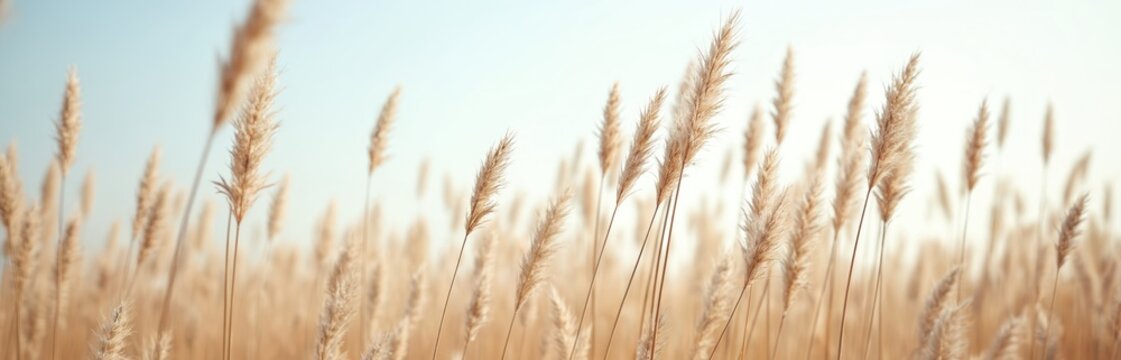 Close up view of dry brown grass stalks against a soft blue sky. Tall stems sway gently in breeze, creating a textured natural backdrop. Rural meadow under bright daylight. - Powered by Adobe