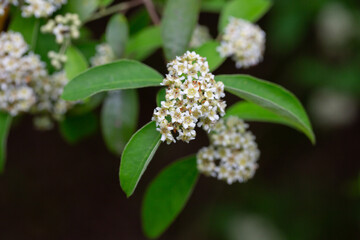 Dichotomanthes tristaniicarpa is a deciduous shrub native to China. Dichotomanthes flowers have a very unusual ammonia smell. Close-up, floral background.