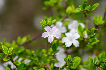 Serissa japonica bloomed in the garden close up