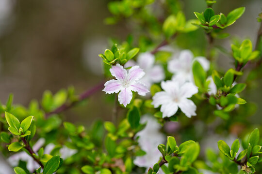 Serissa japonica bloomed in the garden close up